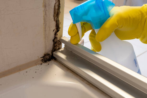 Best Commercial Mold Removal  in Palm Beach, FL