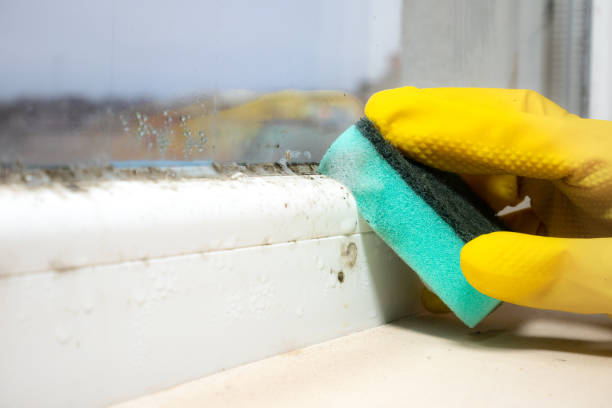 Best Mold Damage Repair  in Palm Beach, FL