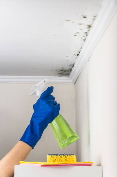 Best Attic Mold Removal  in Palm Beach, FL